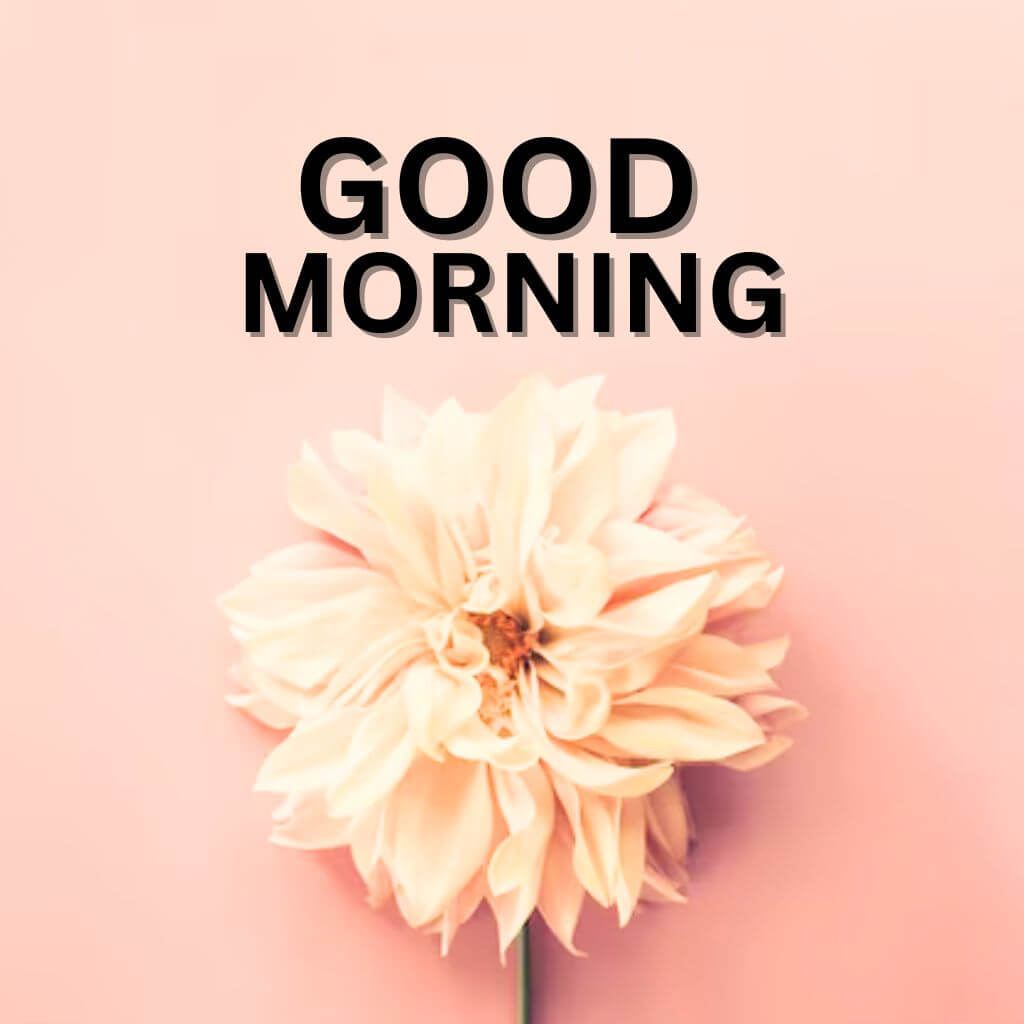 3d Good Morning Wallpaper free Download for Facebook