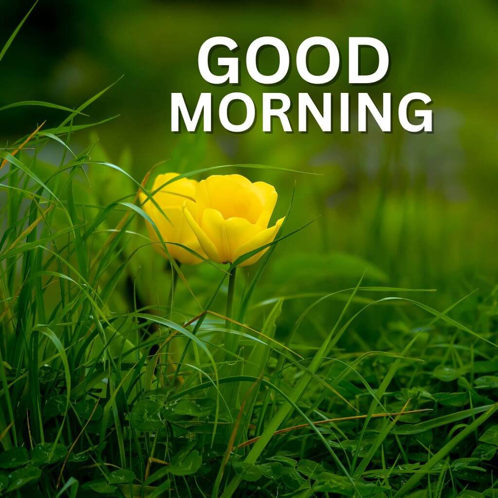 3d Good Morning pics Wallpaper With Nature