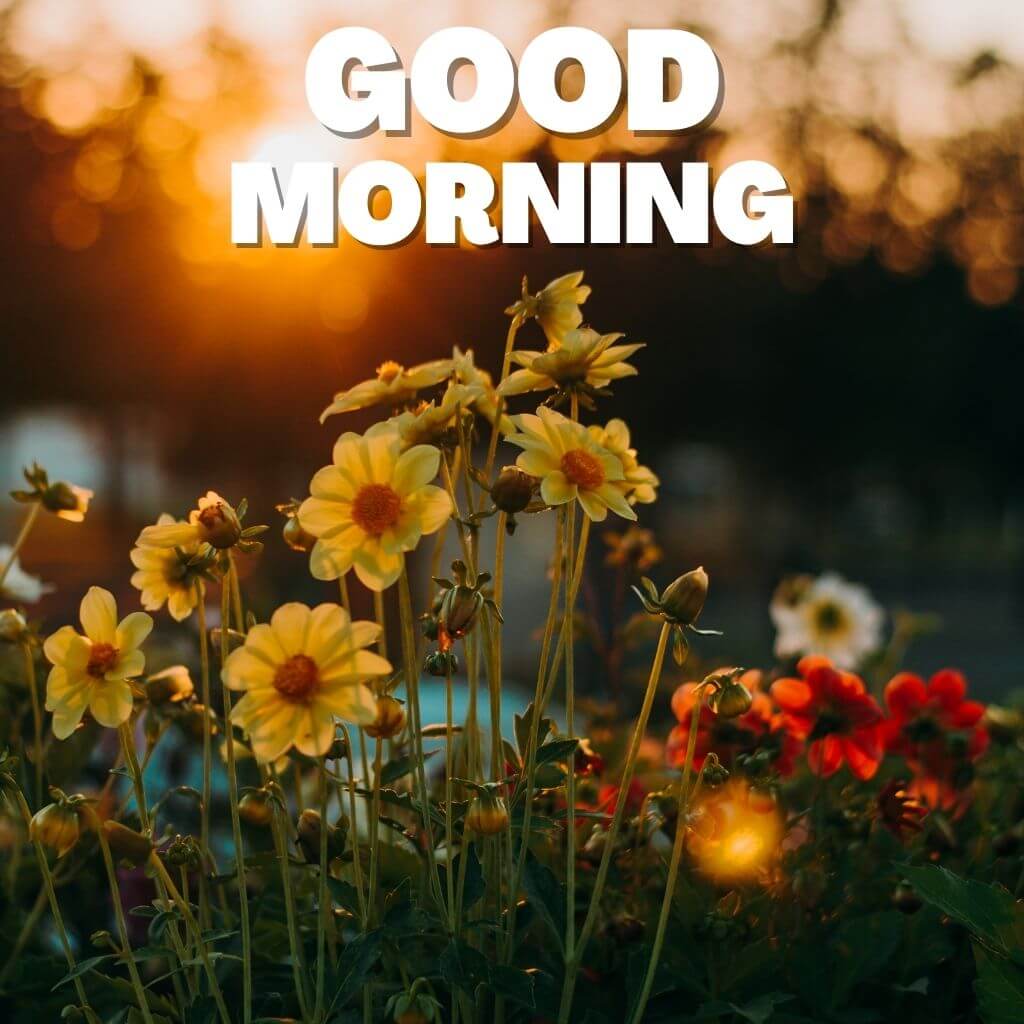 Beautiful Good Morning Wishes Images Pics New Download 2023