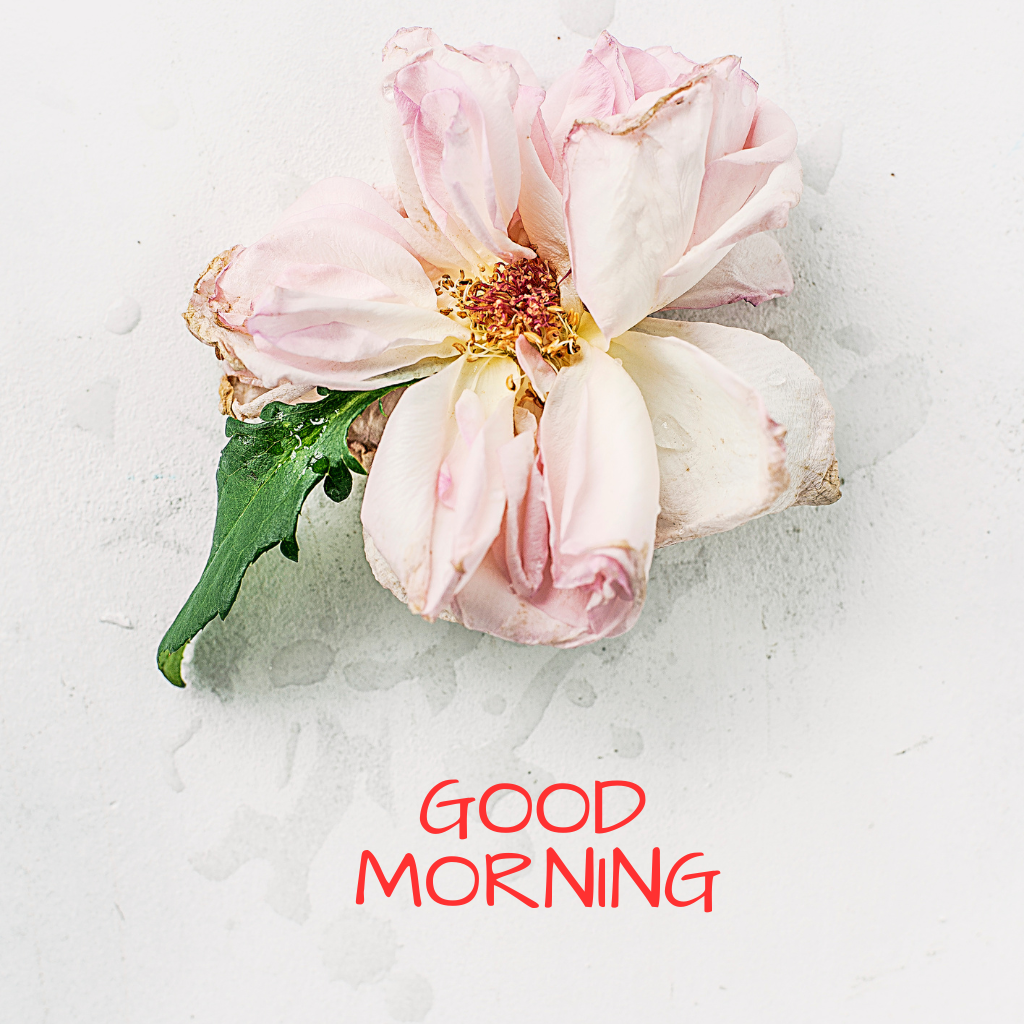 Best Good Morning Images HD Download