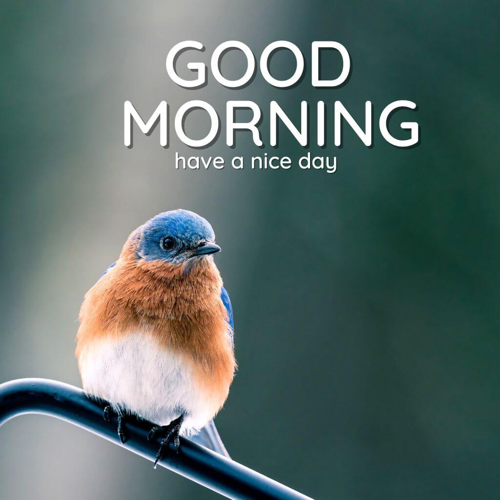 Best HD Bird good morning Wallpaper Photo Wallpaper Pics With Bird