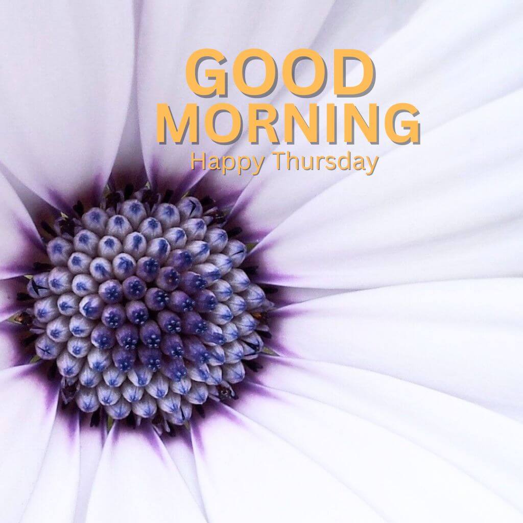 Best HD Good Morning Thursday Wallpaper free Download