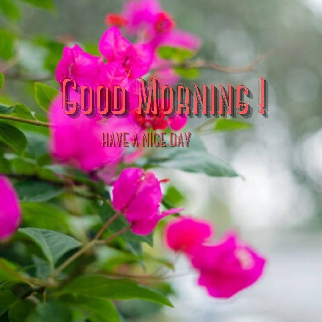Best HD good morning Wallpaper for Facebook Download free 