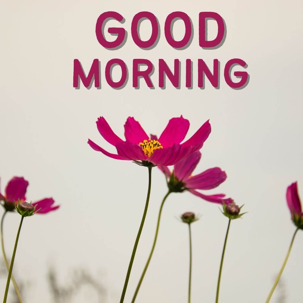 Best Quality Good Morning Wallpaper Pics Pictures Free Download 2023