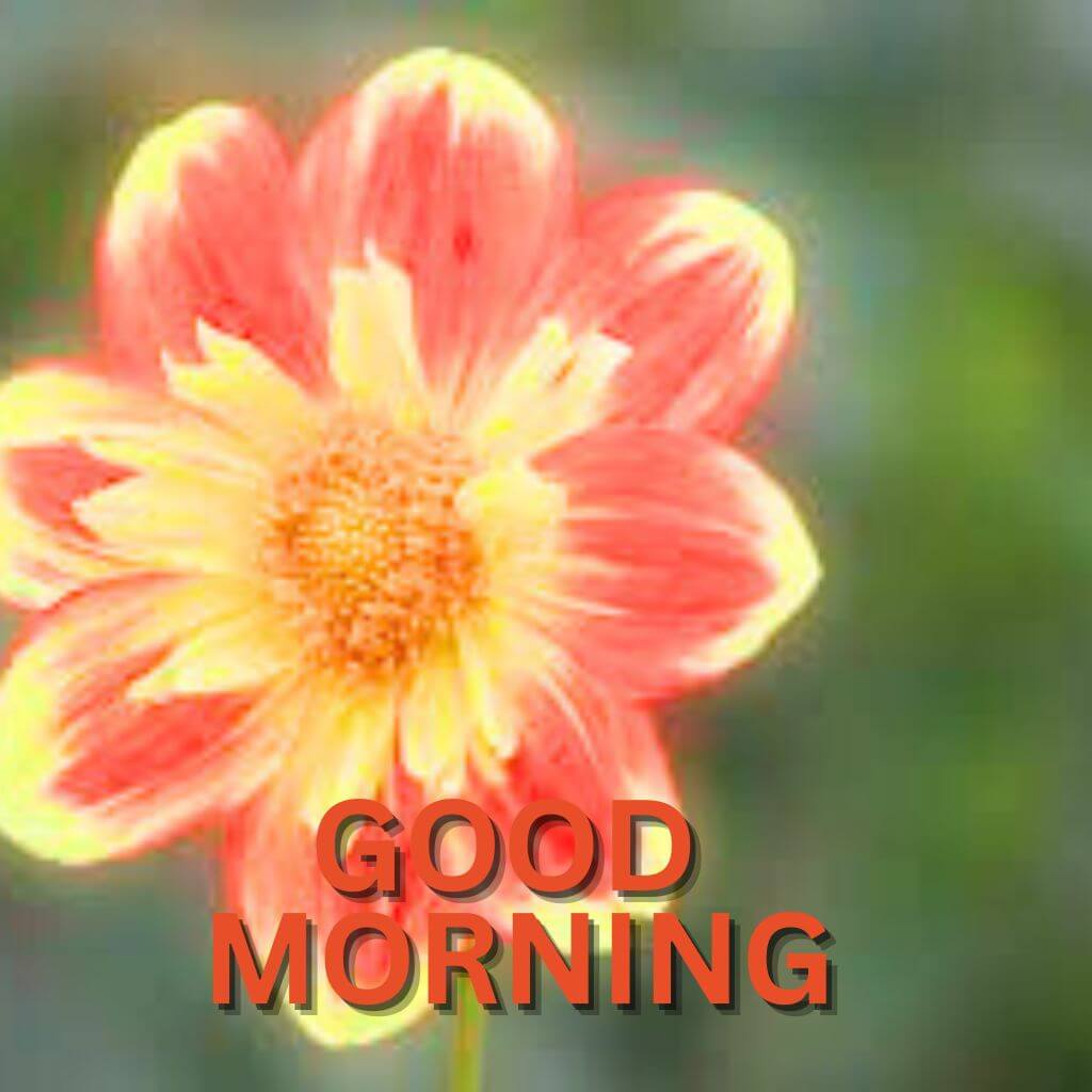 Best Quality latest good morning Images Wallpaper Pics Download