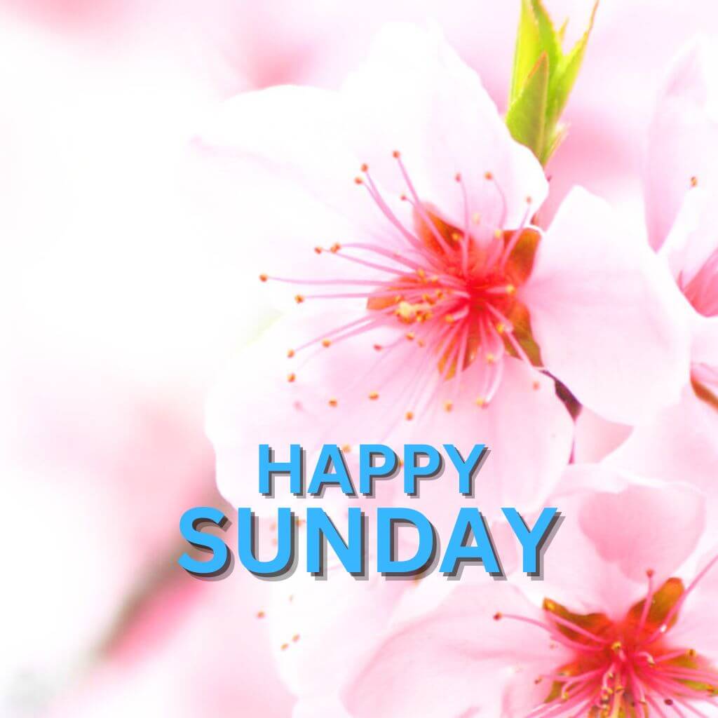 Blessed Sunday Wallpaper Free Download HD