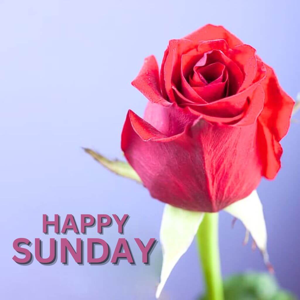 Blessed Sunday Wallpaper Images With Red Rose