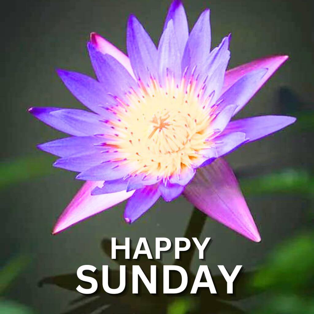 Blessed Sunday pics pictures Download