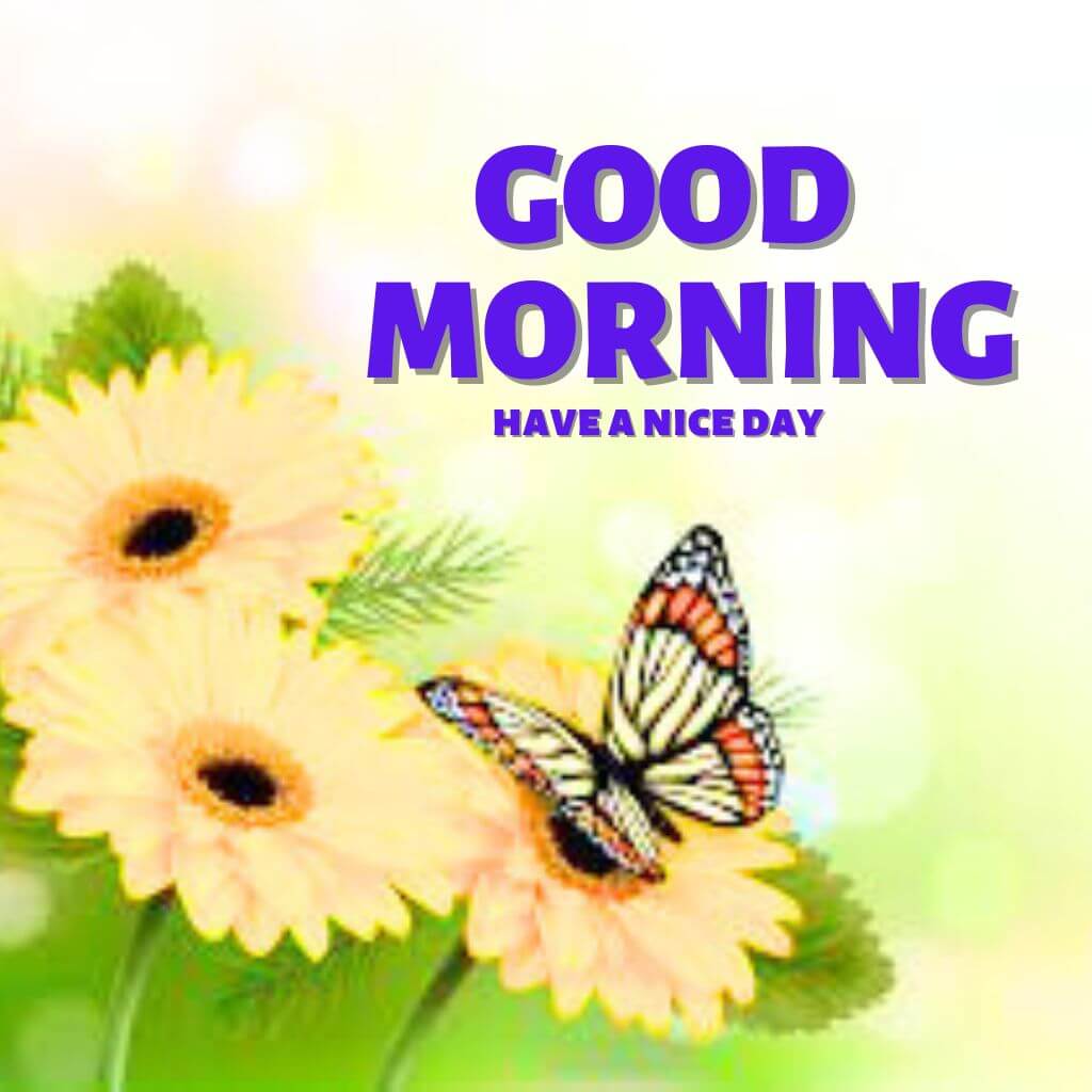 Butterfly good morning Images Pics New Download Free 