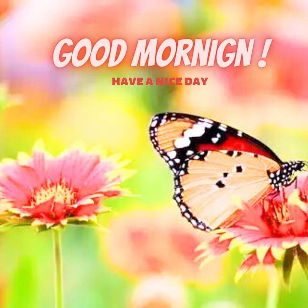 Butterfly good morning god bless you Images Wallpaper for Whatsapp & Facebook