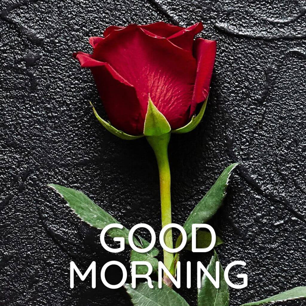 Download HD good morning rose Wallpaper Images Photo