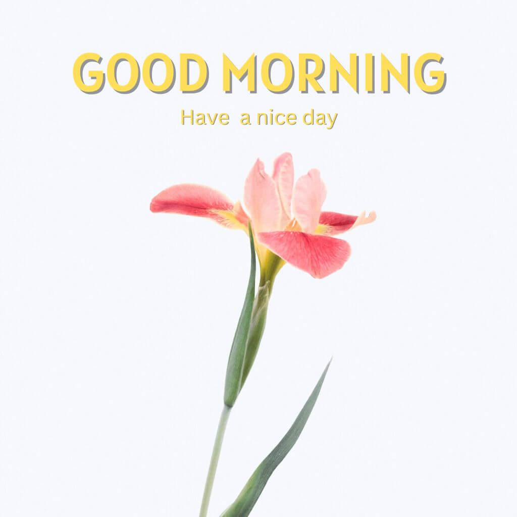 Flower good morning ki Images Download