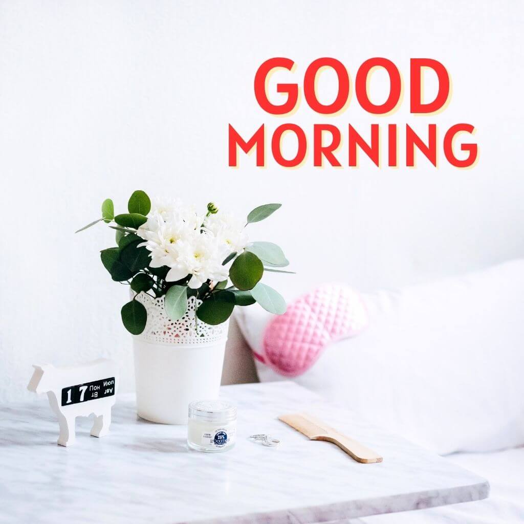 Free Fresh good morning 4k hd Images Wallpaper new Download With Flower 