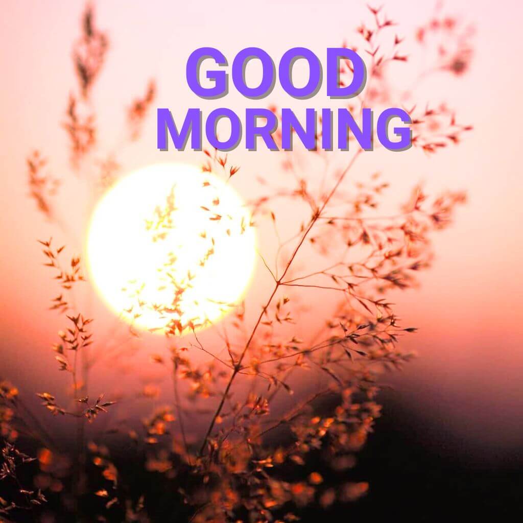 Free New 3d Good Morning Images pics New Download