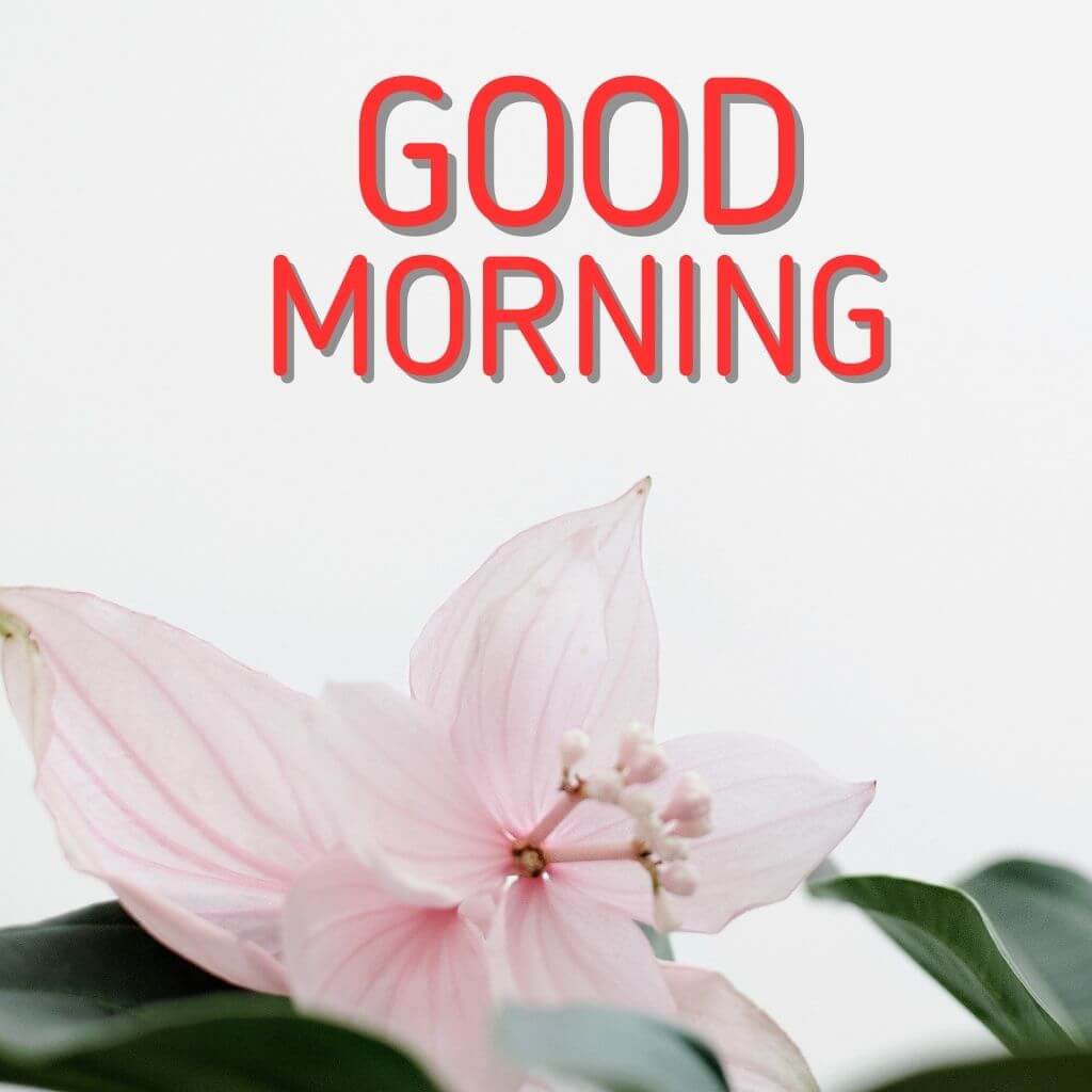 Fresh Good Morning Images Download