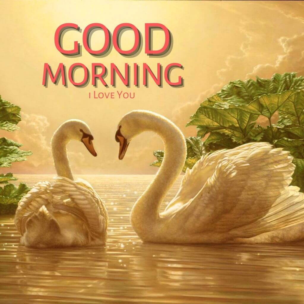 Good Morning I Love You Wallpaper pics New Download For Friend (4)