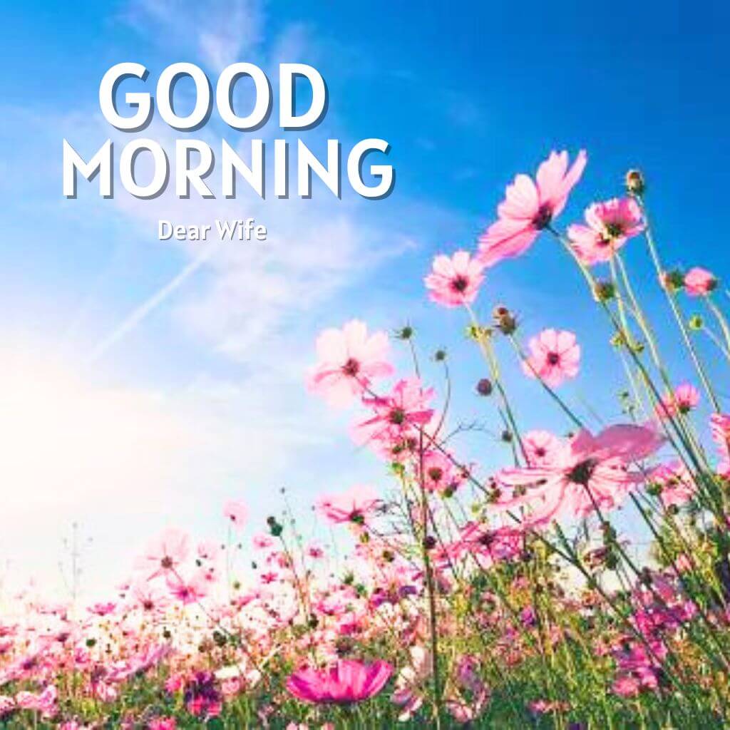 Good Morning Images For Wife Wallpaper In Full Size