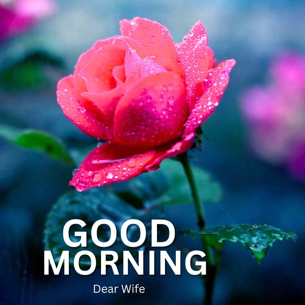 Good Morning Images For Wife Wallpaper Pics Download