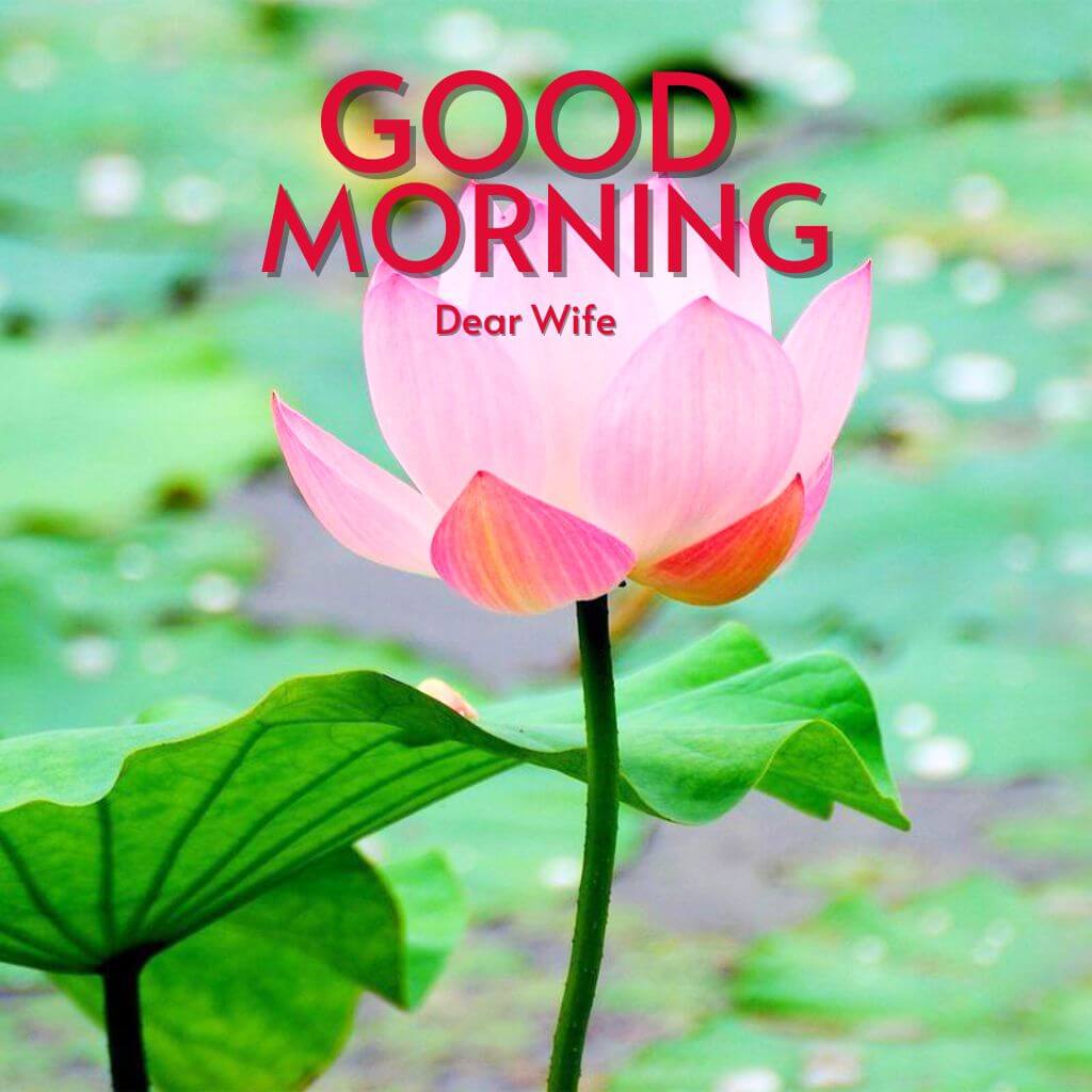 Good Morning Images For Wife Wallpaper Pics Free Download for Facebook