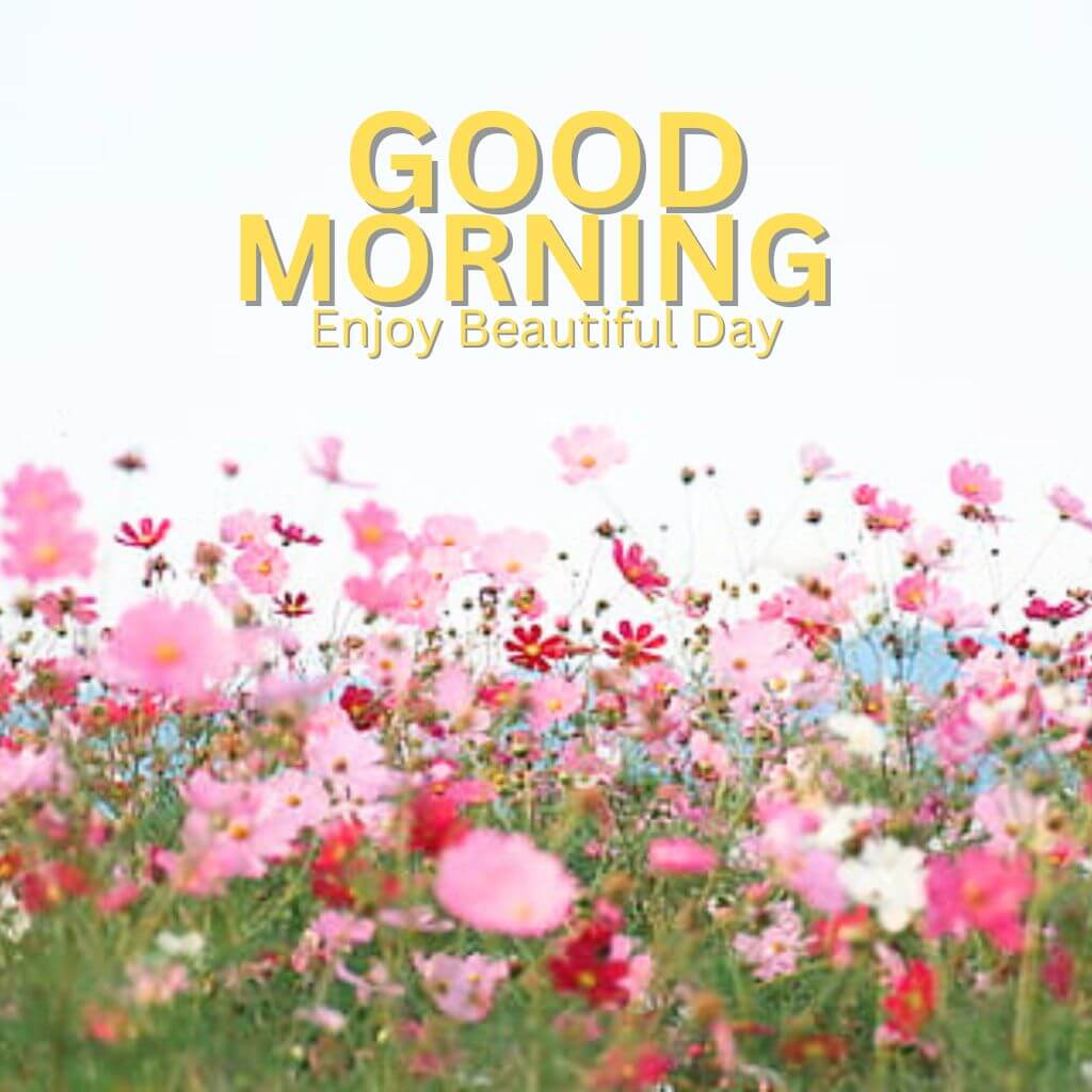 Good Morning Nature Wallpaper Pics Download