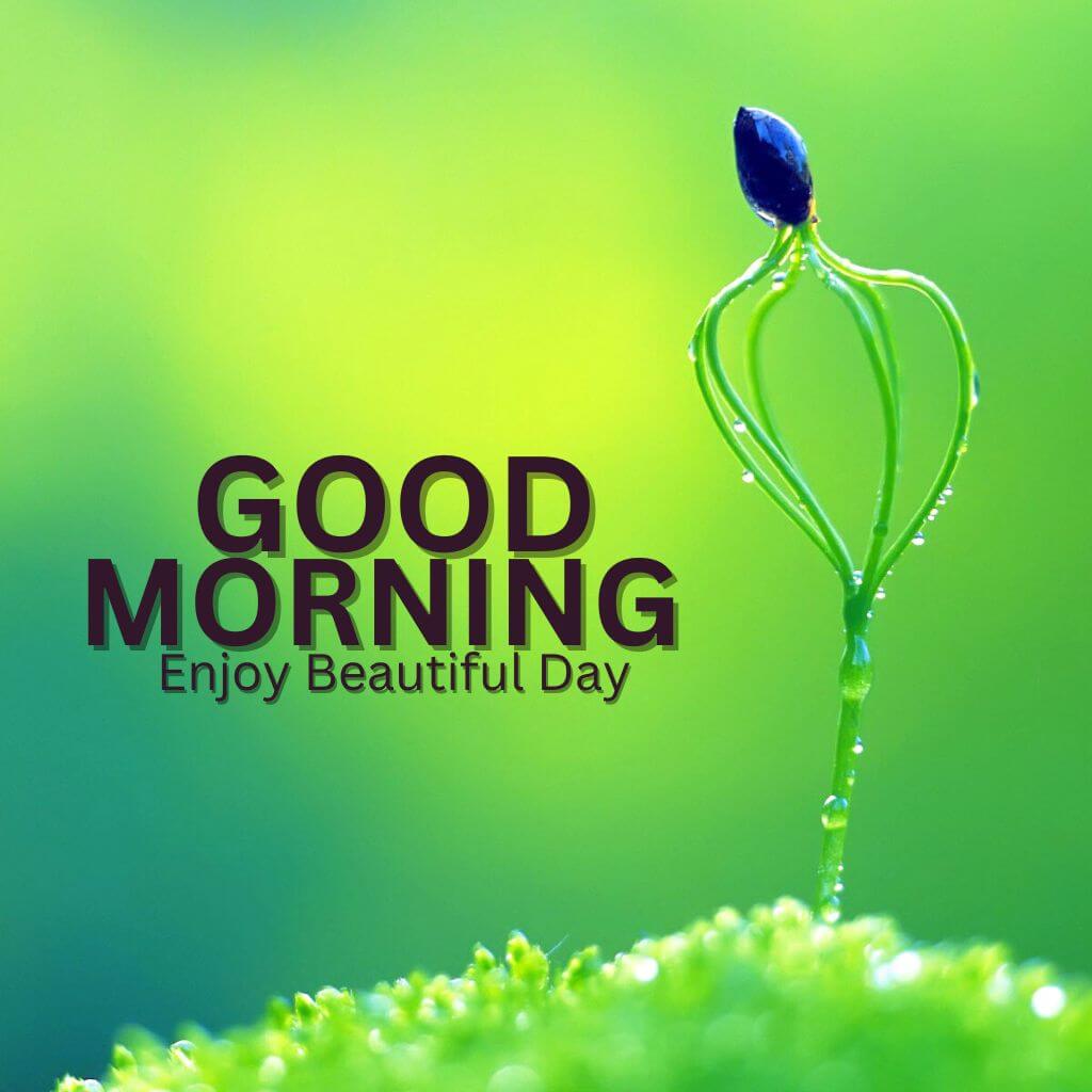 Good Morning Nature Wallpaper Pics New Download for Facebook (3)