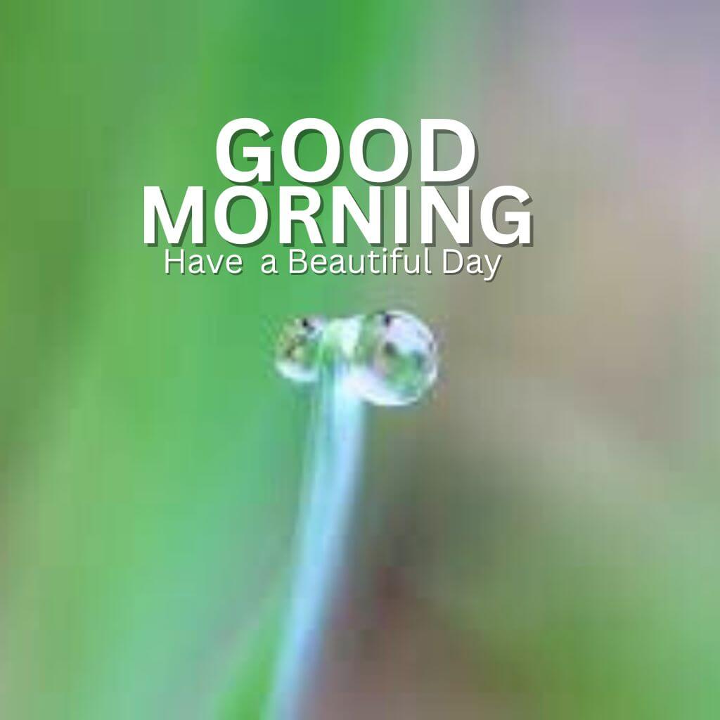 Good Morning Nature photo New Download