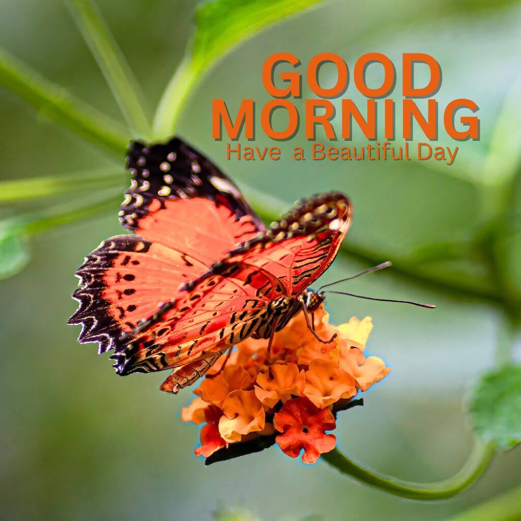 Good Morning Nature photo Wallpaper Pics With Butterfly