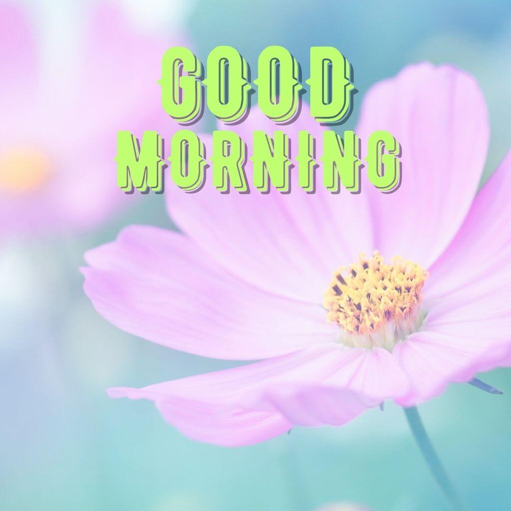Good Morning Photo HD Download HD New Download