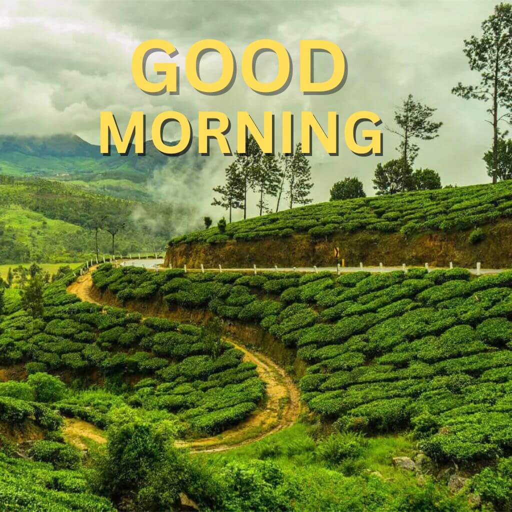 Good Morning Tea Photo HD New Download Full Size