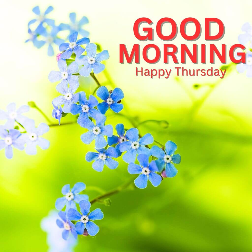 Good Morning Thursday Wallpaper Free Download 2023 HD Nw