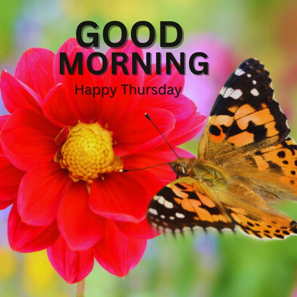 Good Morning Thursday pics Images Wth Butterfly