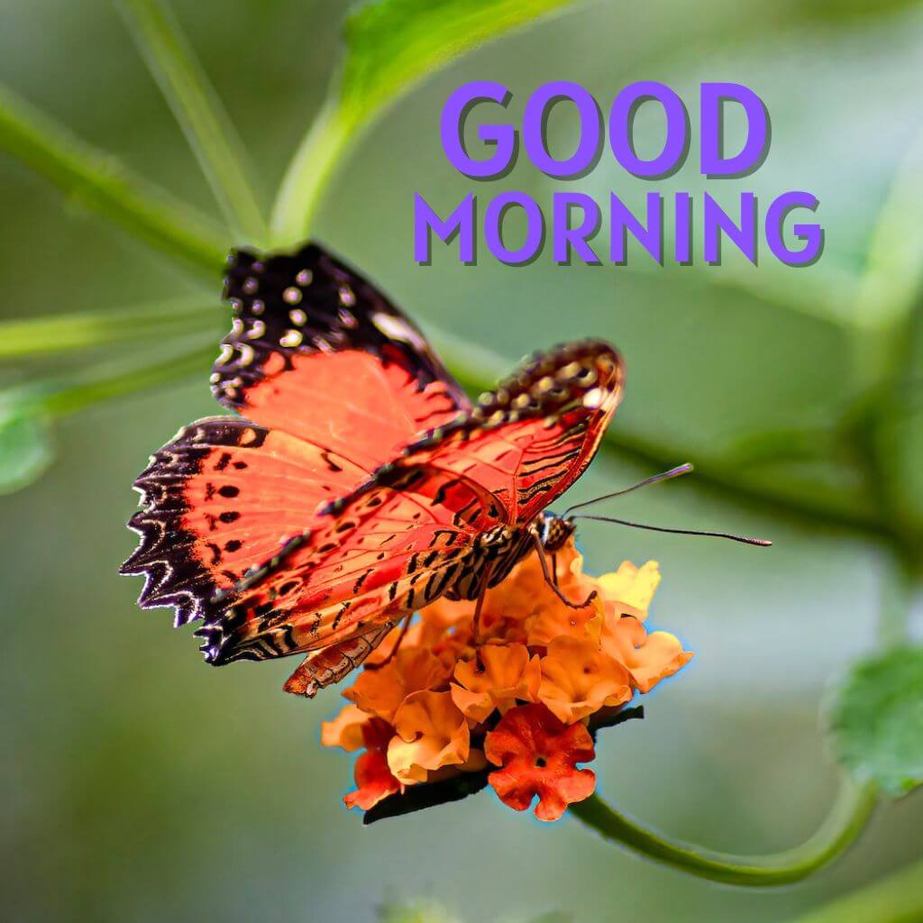New HD Butterfly amazing good morning Images