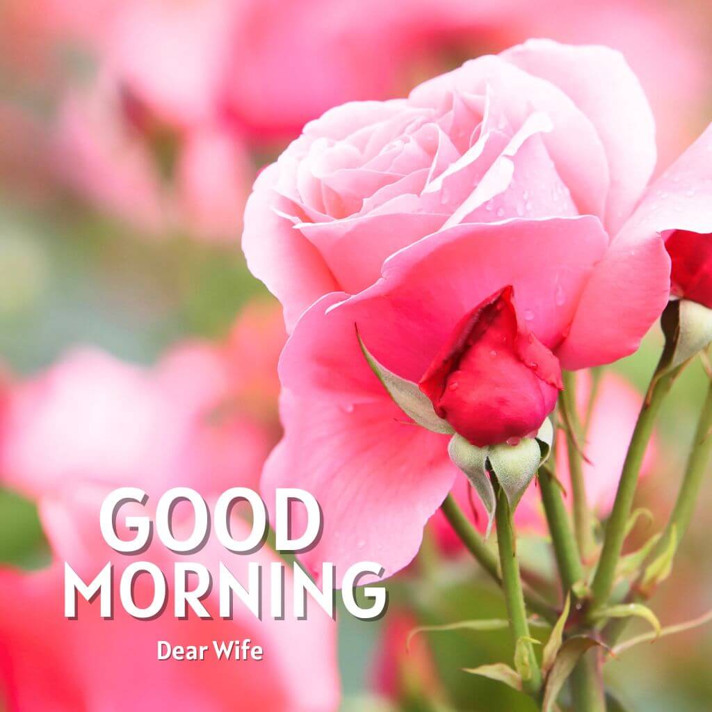 New HD Red Rose Good Morning Images For Wife Images Download