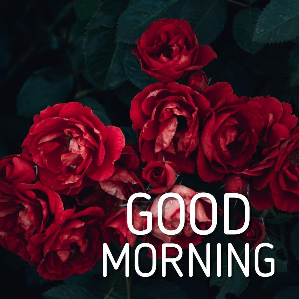 New Red Rose Good Morning Wallpaper