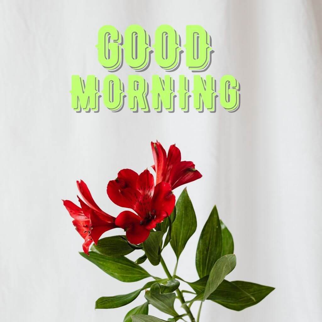Red Flower Good Morning Images Pics New Download