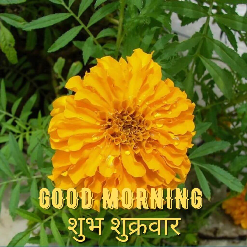 Subh Sukarwar Good Morning Pics HD (2)