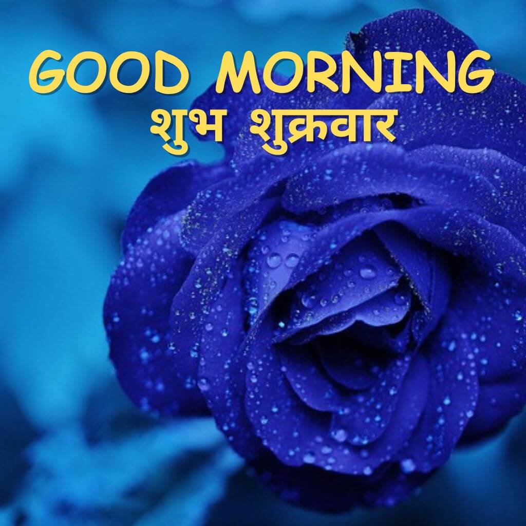 Subh Sukarwar Good Morning Pics Images Download 2023 With Rose 