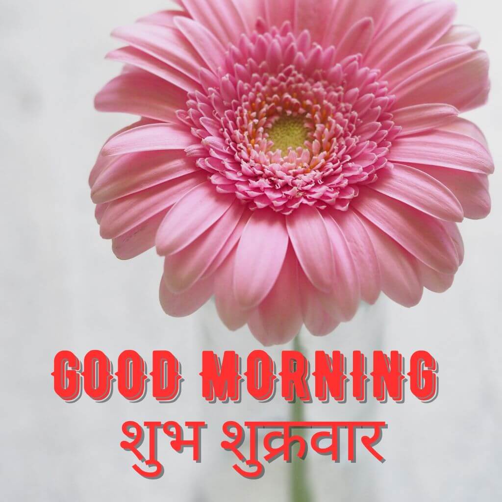 Subh Sukarwar Good Morning Wallpaper Pics Free 2023 (2)