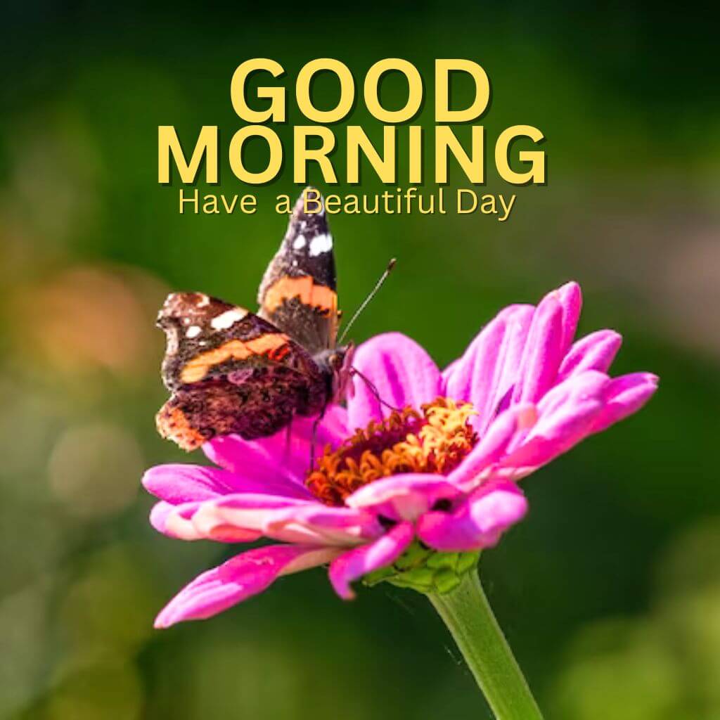 Top HD Good Morning Nature Images pics New Download Free