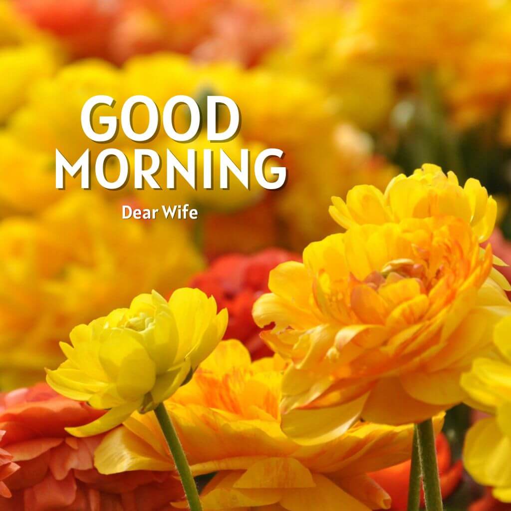 Yellow Good Morning Images For Wife Pic HD