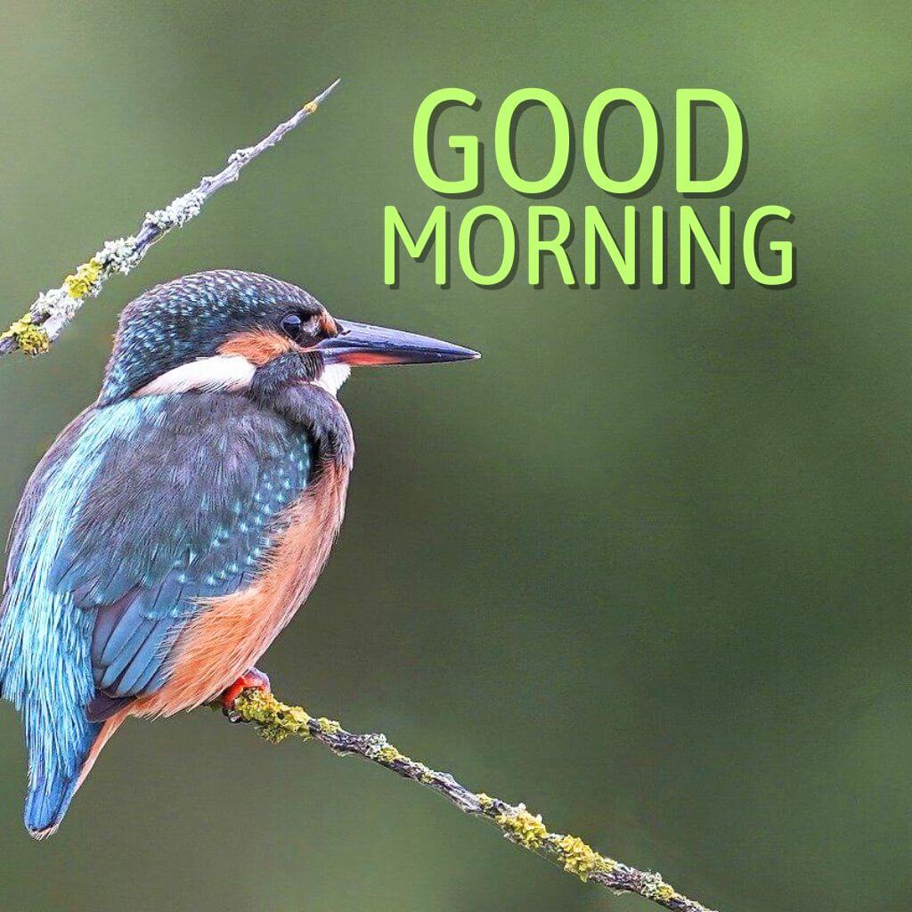 amazing good morning Pics Images Wallpaper With Bird Download 