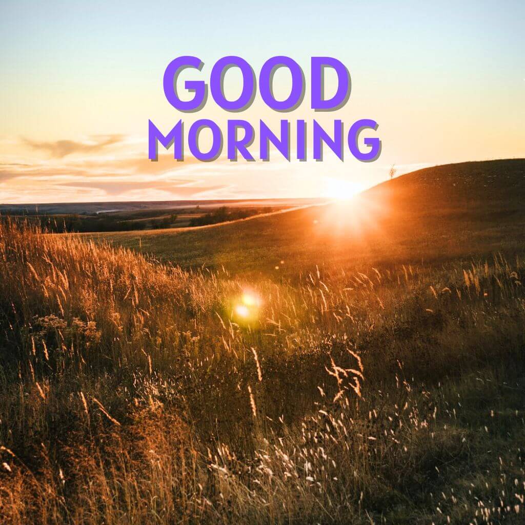 amazing good morning Pics Wallpaper With Sunrose
