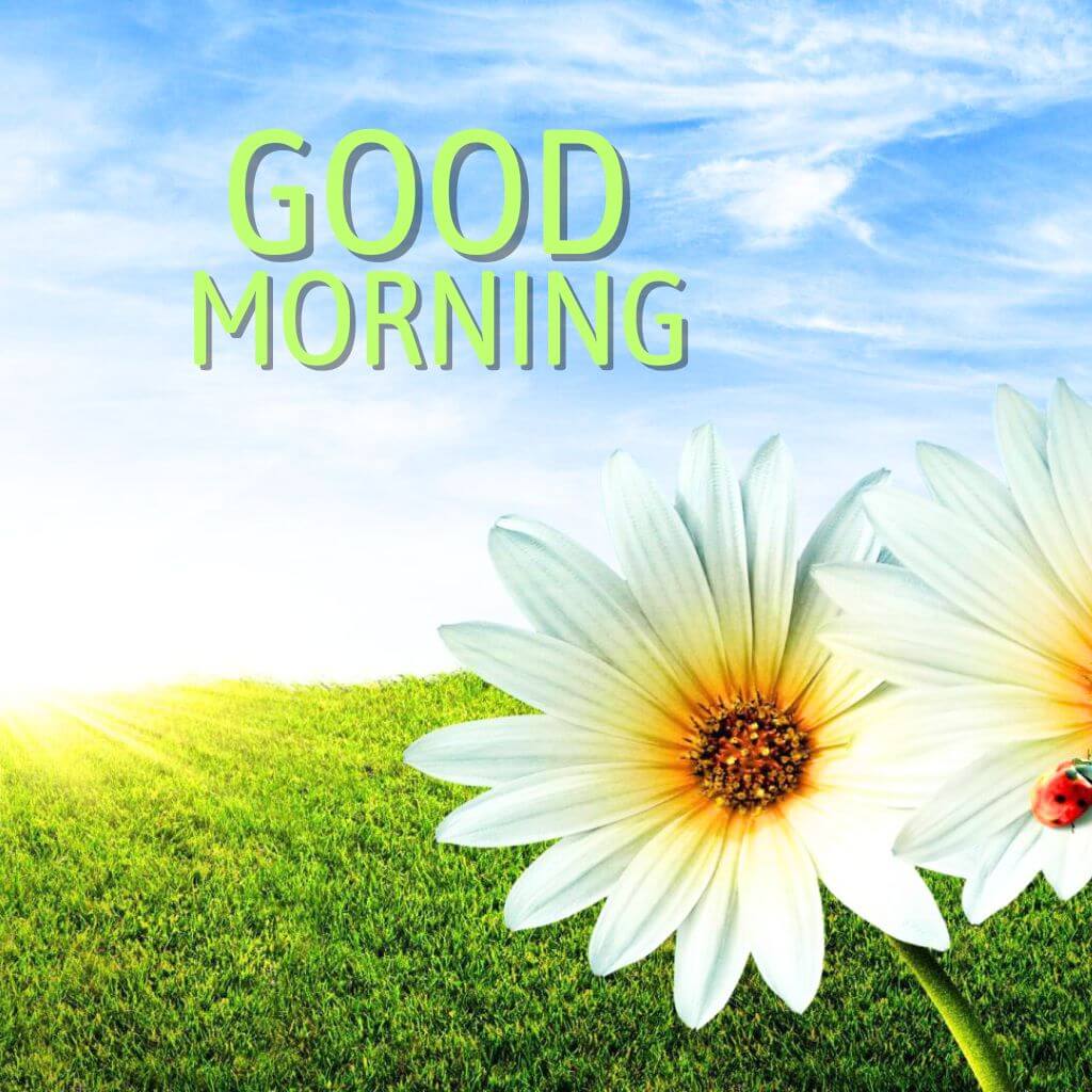 amazing good morning Wallpaper Pics Images Photo for Friend