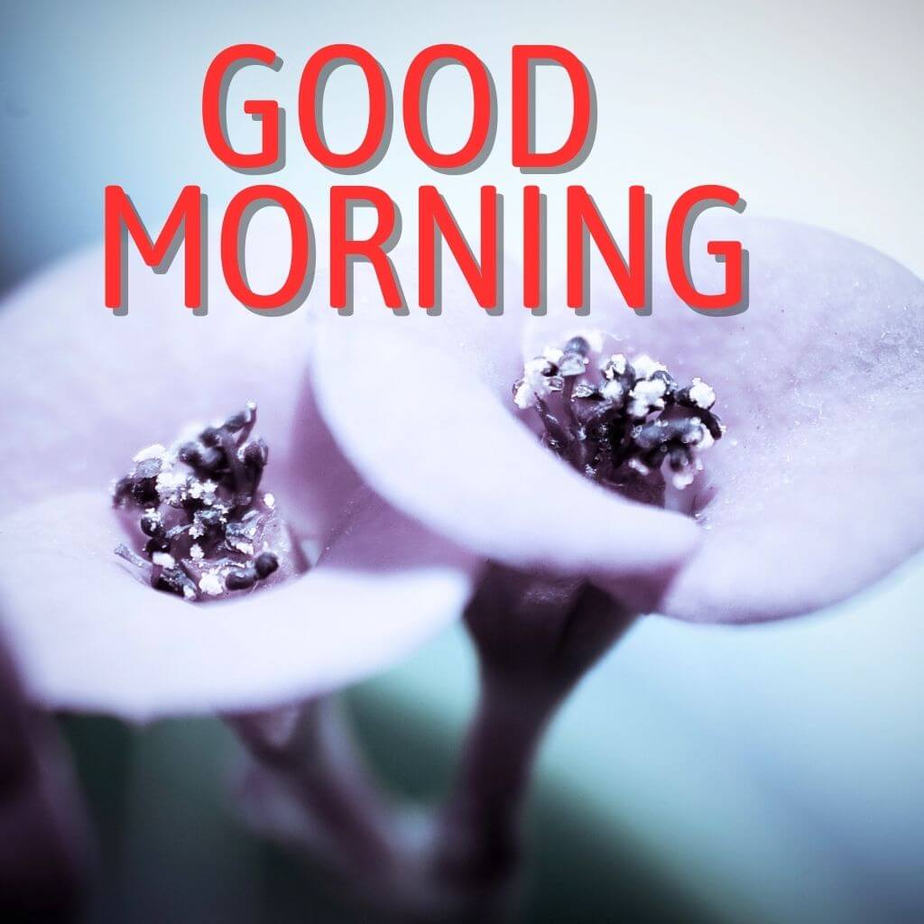 best HD good morning have a blessed day Wallpaper Images Photo HD 