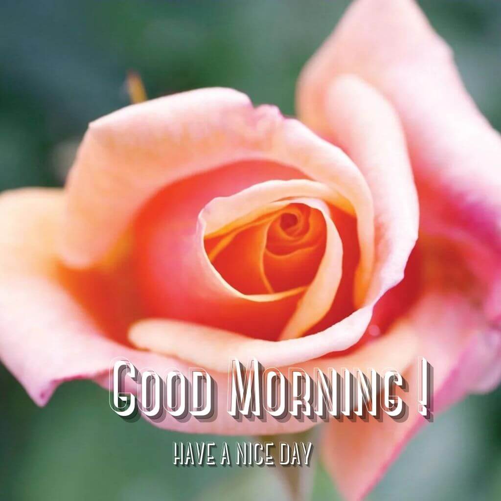 good morning Wallpaper Photo With Rose