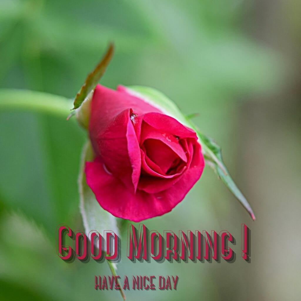good morning Wallpaper Pics Images With Red Rose