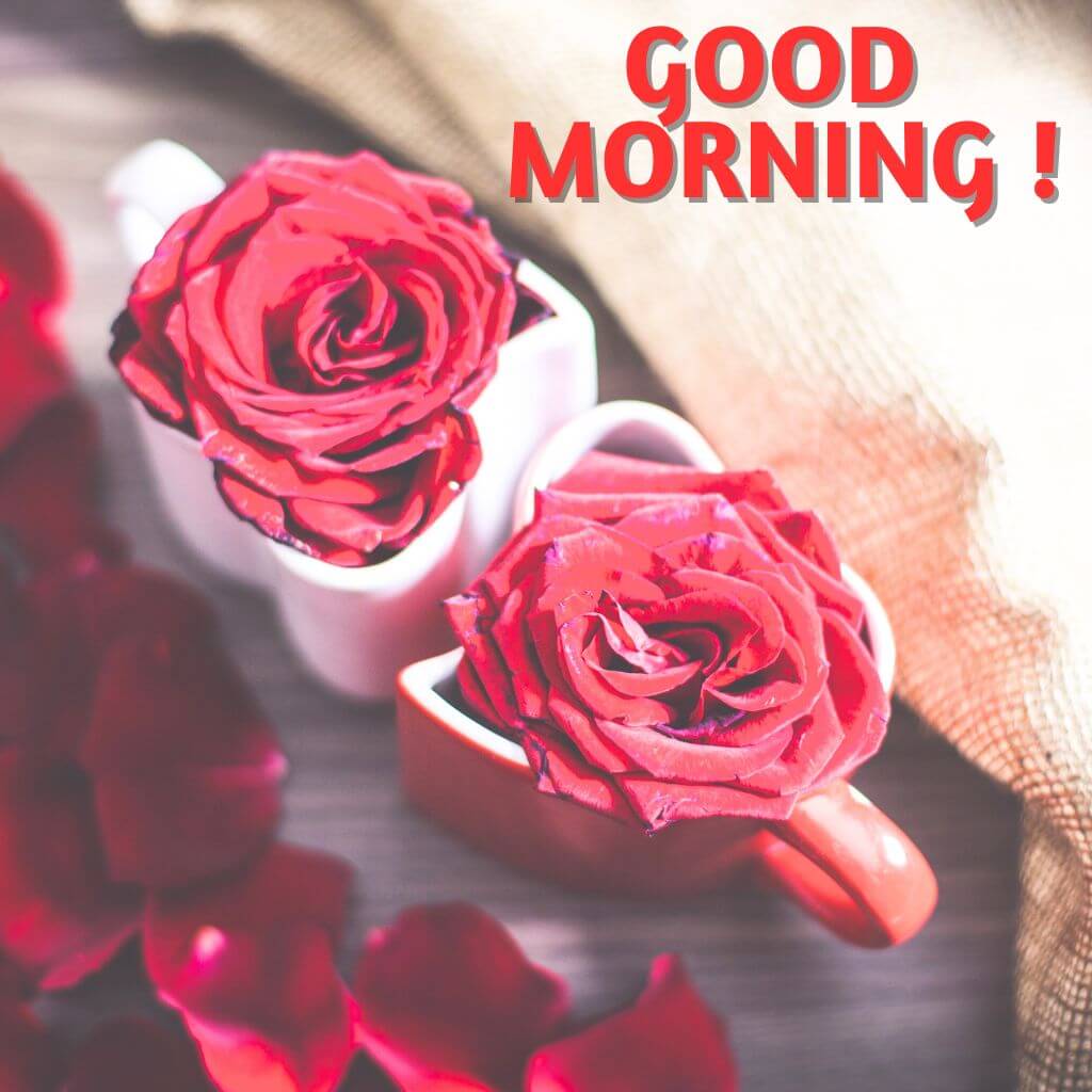 good morning coffee and rose Wallpaper Pics Download