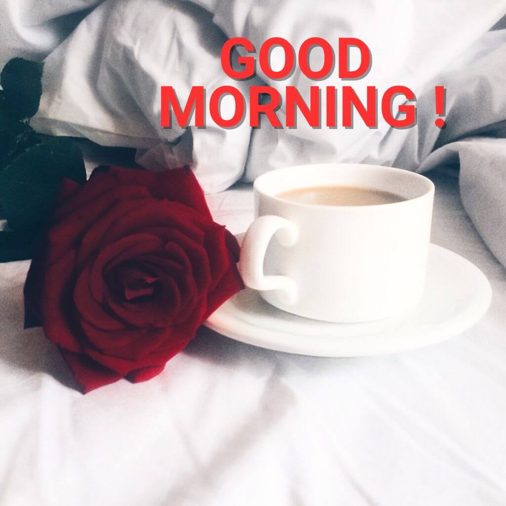 good morning coffee and rose pics Download for Facebook Whatsapp