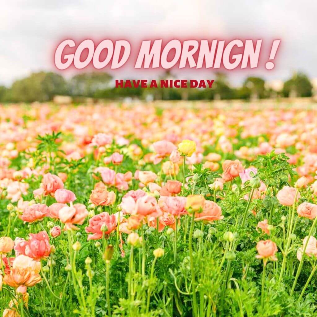 good morning god bless you Images Wallpaper Pictures Free for WhatsApp 