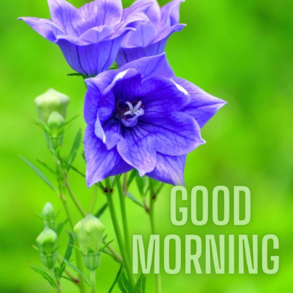good morning god bless you Images Wallpaper New Download 